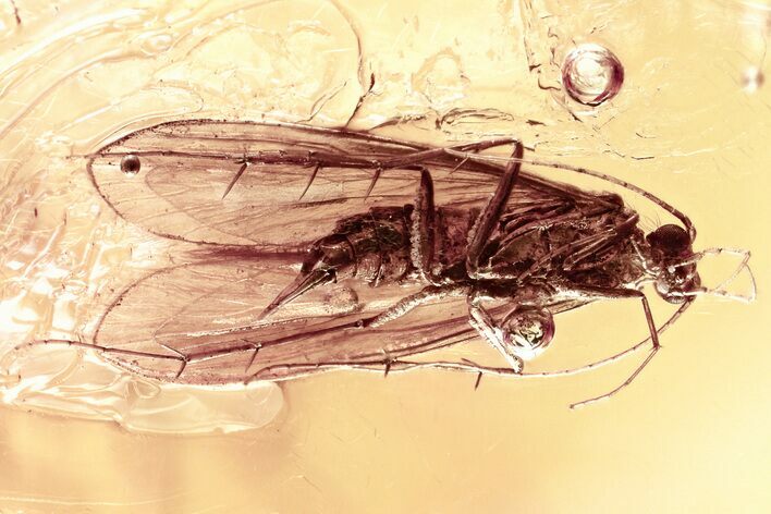 Detailed Fossil Caddisfly, Fungus Gnat, and Wasp in Baltic Amber #372496